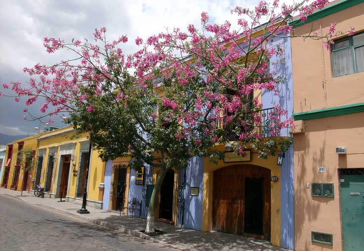 Plantas nativas sembrarán árboles en aniversario de la ciudad de Oaxaca