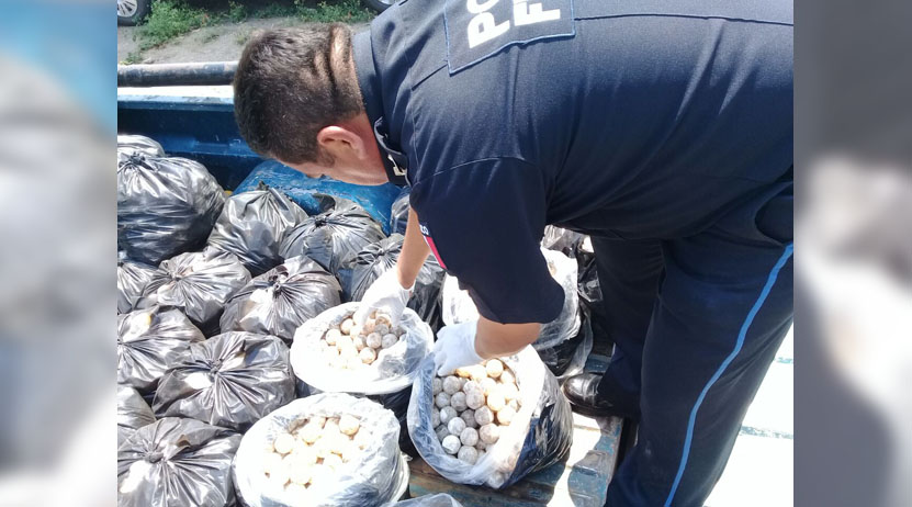 Cae con casi 23 mil huevos de tortuga en carretera Coatzacoalcos-Salina Cruz | El Imparcial de Oaxaca