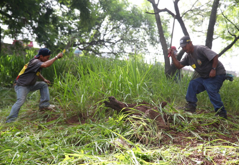 Entre 80 y 90% de propietarios de terrenos de Tuxtepec  atienden invitación de mantenerlos limpios | El Imparcial de Oaxaca