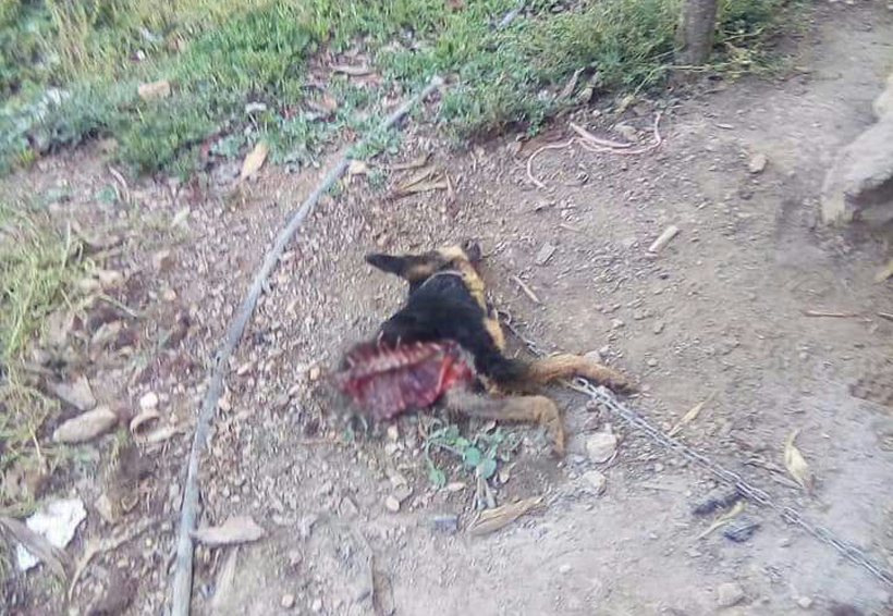 Alarma en Cajonos, Oaxaca, por ataque de “bestia” a perros