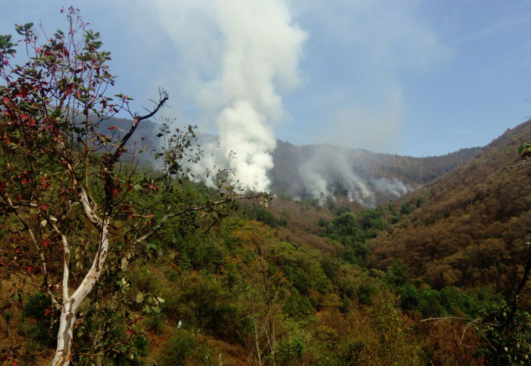 Incendios forestales: amenaza de los bosques en Oaxaca