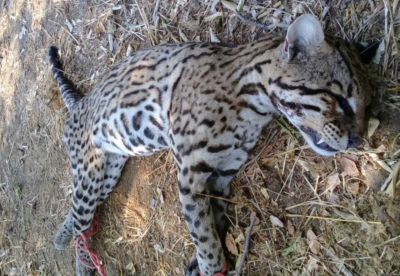 Indigna, cacería de jaguares en Huaxpaltepec, Oaxaca | El Imparcial de Oaxaca
