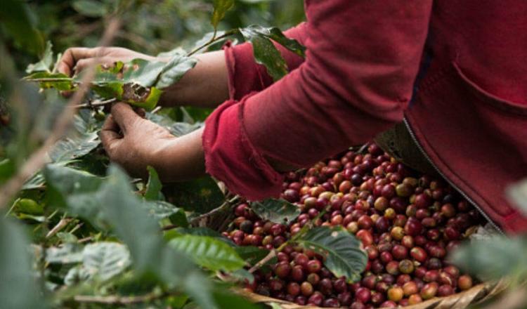 Atenderán a productores de café de Oaxaca | El Imparcial de Oaxaca
