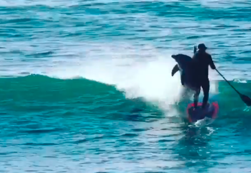 Video: El divertido momento en que un grupo de delfines derriba a un surfista | El Imparcial de Oaxaca