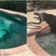 Video: Enorme caimán aparece en piscina de familia