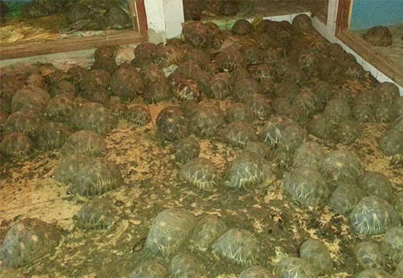 Rescatan miles de tortugas en Madagascar; estaban encerradas sin agua y alimentos | El Imparcial de Oaxaca