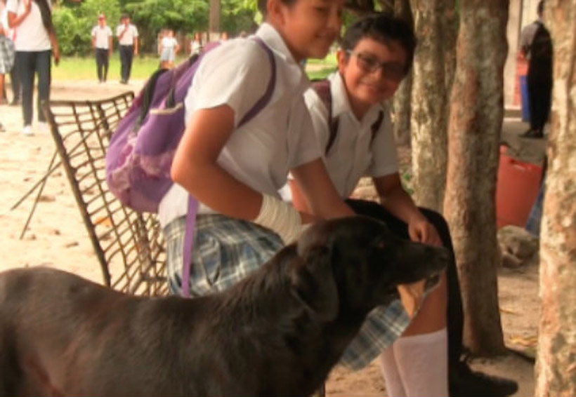 Video: Perro compra galletas con hojas de árbol | El Imparcial de Oaxaca