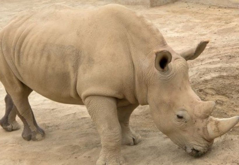 Rinoceronte blanca está embarazada y podría salvar la subespecie | El Imparcial de Oaxaca