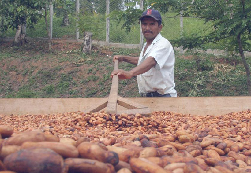 Impulsan producción de cacao en Oaxaca | El Imparcial de Oaxaca