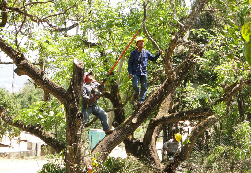 En el abandono el arbolado en Oaxaca, opina ambientalista | El Imparcial de Oaxaca
