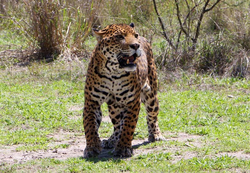 Yaguar Xoo, por el rescate del jaguar | El Imparcial de Oaxaca