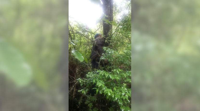 Se suicida hombre en bosque en la Sierra Mixe, Oaxaca | El Imparcial de Oaxaca