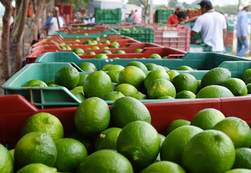 Se reducirá  el costo del  limón persa | El Imparcial de Oaxaca