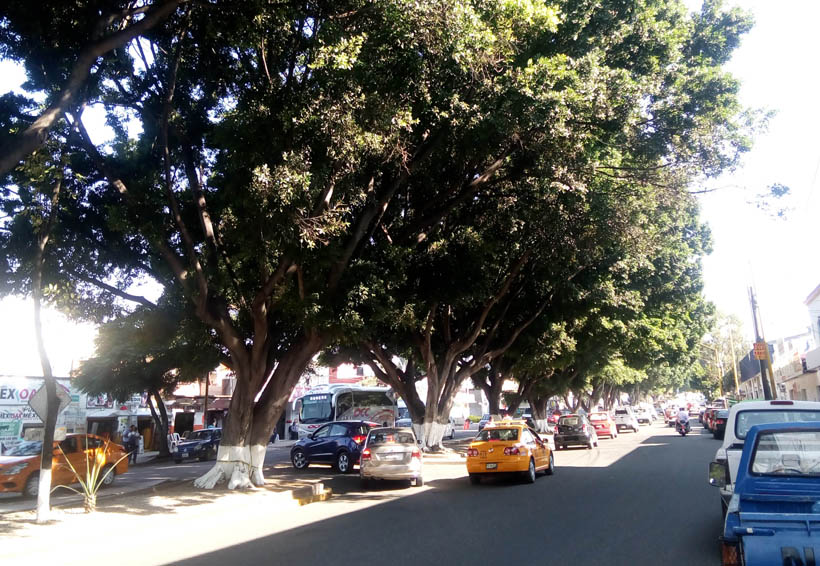 Temen que caigan de árboles en Oaxaca