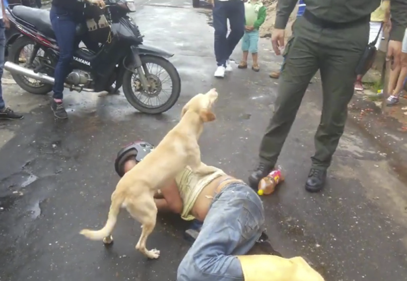 Video: Perro protege a su dueño borracho durante toda la noche | El Imparcial de Oaxaca
