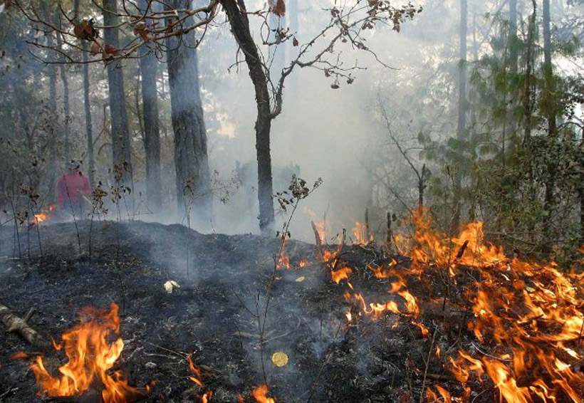 Registra Oaxaca 156  incendios forestales