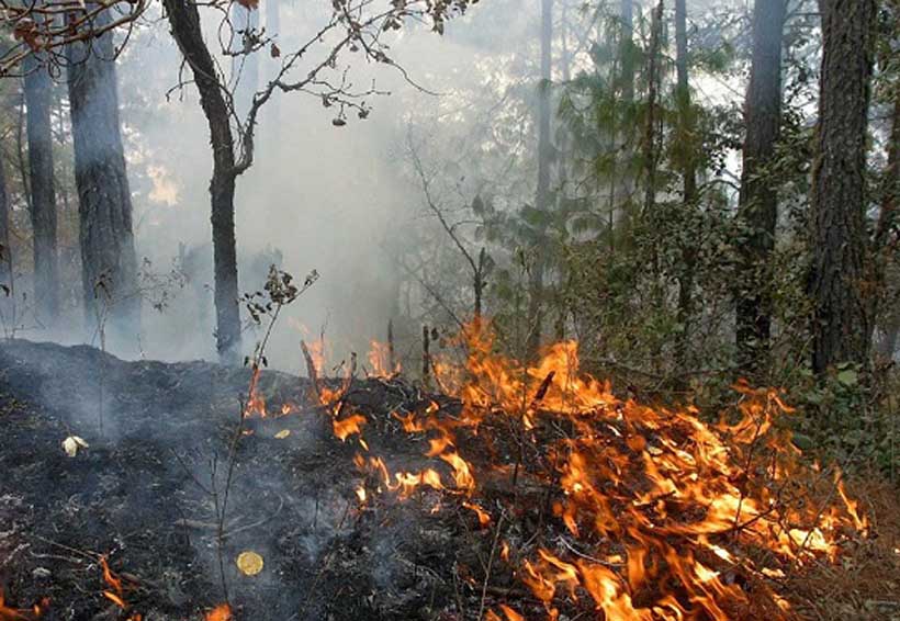 Fuego arrasa más de 13 mil hectáreas en Oaxaca | El Imparcial de Oaxaca