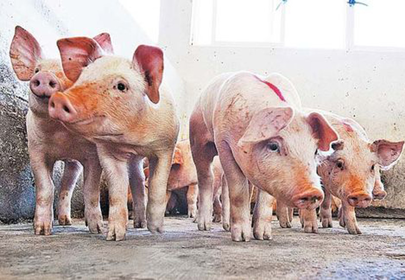 Humanos nuevamente amenazado por peligroso virus de cerdo | El Imparcial de Oaxaca