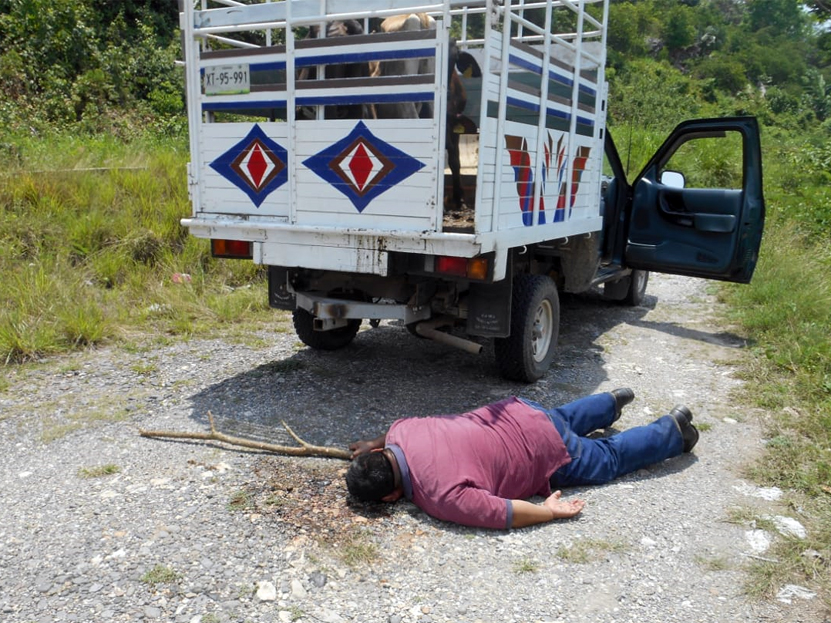 Res lo patea en la cabeza y muere en  Temascal, Oaxaca | El Imparcial de Oaxaca