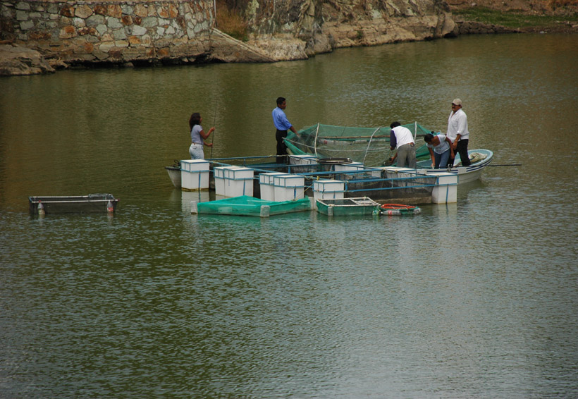 Buscan la reactivación  de la actividad pesquera en Oaxaca | El Imparcial de Oaxaca