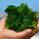 Consumo de algas como alimento cotidiano aporta múltiples beneficios