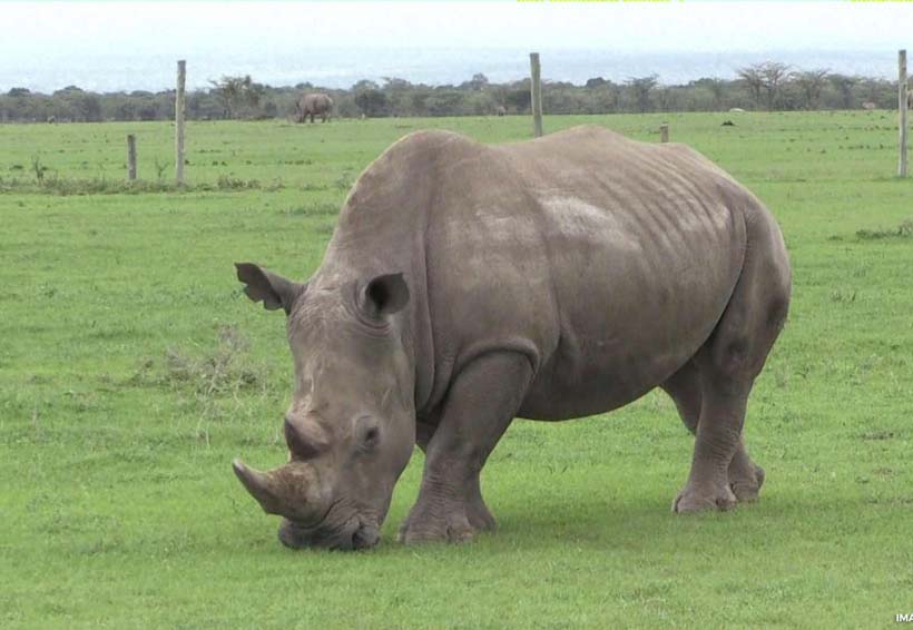 Podría volver a la vida el extinto rinoceronte blanco | El Imparcial de Oaxaca