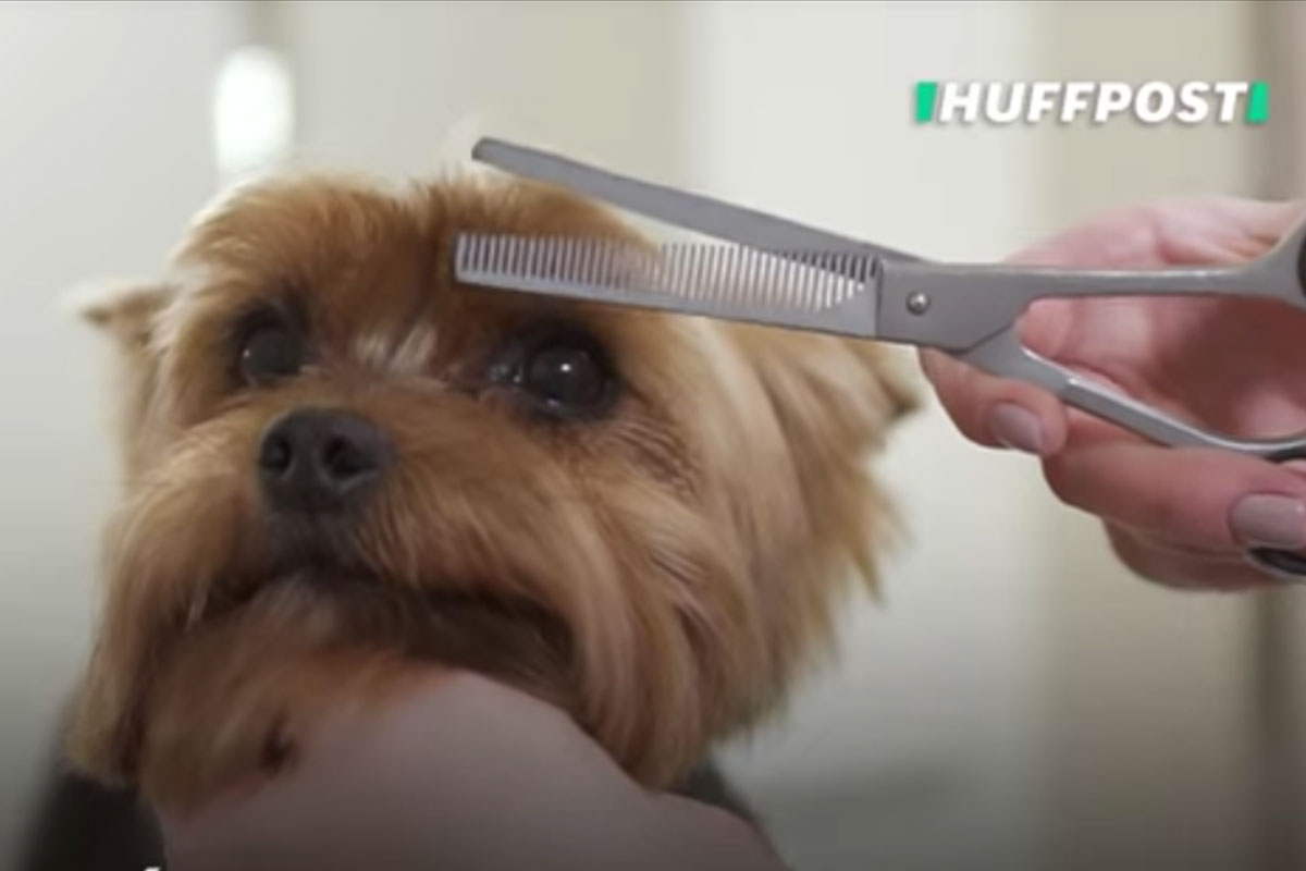 Consejos para tener a tu mascota sana y feliz en esta época de calor