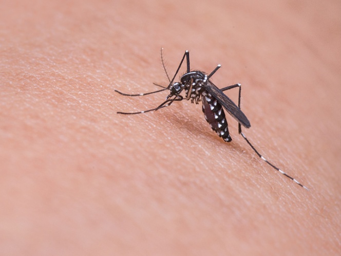 Remedios caseros para evitar picadura de mosquitos