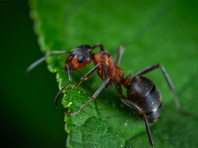 Hongo vuelve zombies a las hormigas, según científicos | El Imparcial de Oaxaca