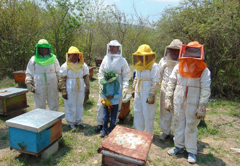 A propósito del Día Mundial del Medio Ambiente: la importancia de las abejas | El Imparcial de Oaxaca