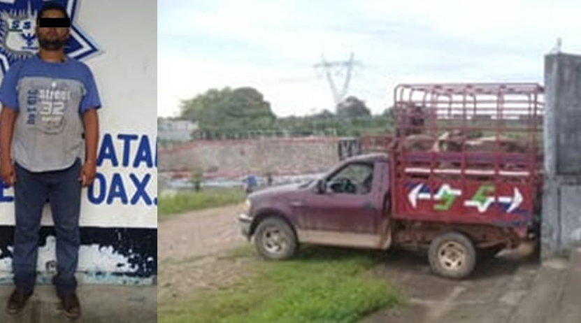 Aseguran autos y ganado robado en tres regiones de Oaxaca | El Imparcial de Oaxaca