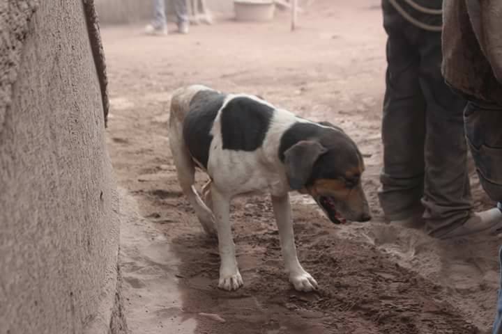 En Guatemala, perro guía a rescatistas hasta su hogar y encuentran a sus dueños | El Imparcial de Oaxaca