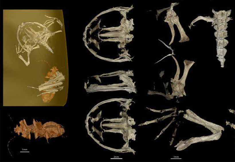 Científicos encuentran a la rana más antigua atrapada en ámbar | El Imparcial de Oaxaca