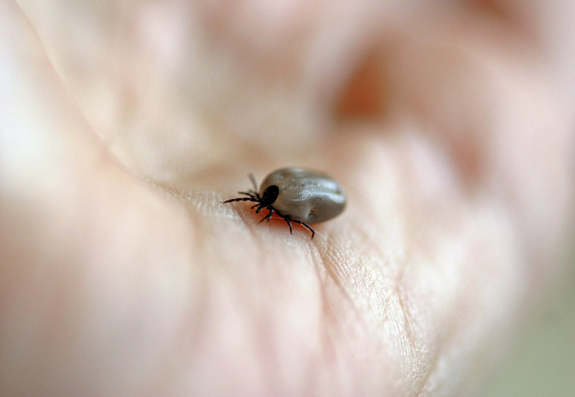 Picaduras de insectos provocan enfermedades; ¡evítalas! | El Imparcial de Oaxaca