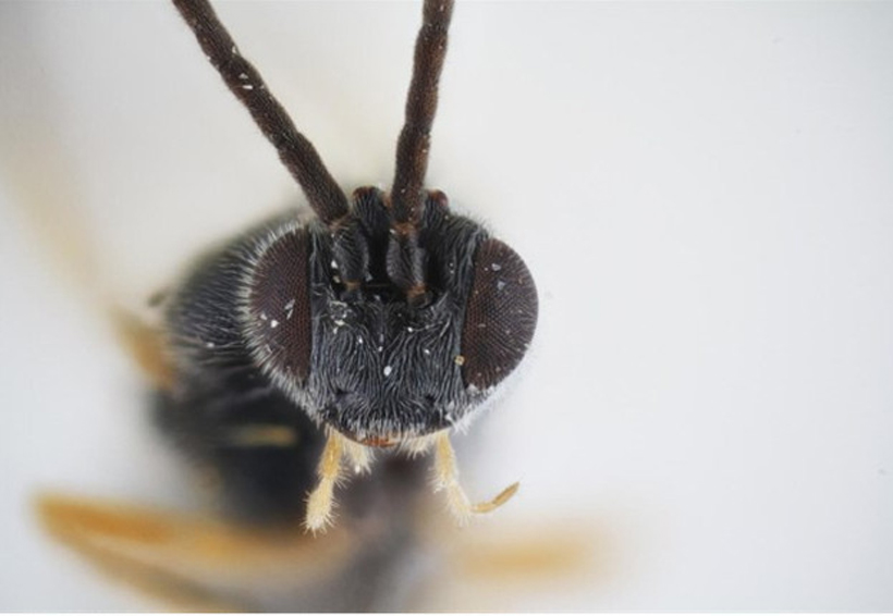 Nombran nueva especie de avispa en honor de Alien por su horrible forma de madurar | El Imparcial de Oaxaca
