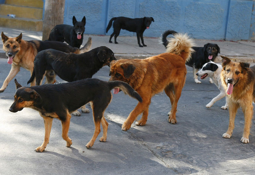 México ocupa el primer lugar con perros en condición de calle | El Imparcial de Oaxaca