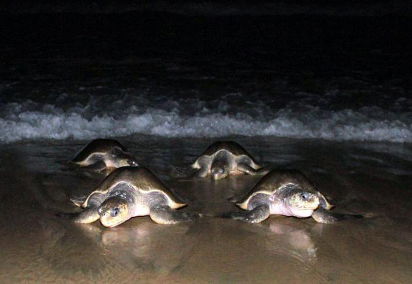 Protegen a más de 16 mil  tortugas en Playa Escobilla, Oaxaca | El Imparcial de Oaxaca