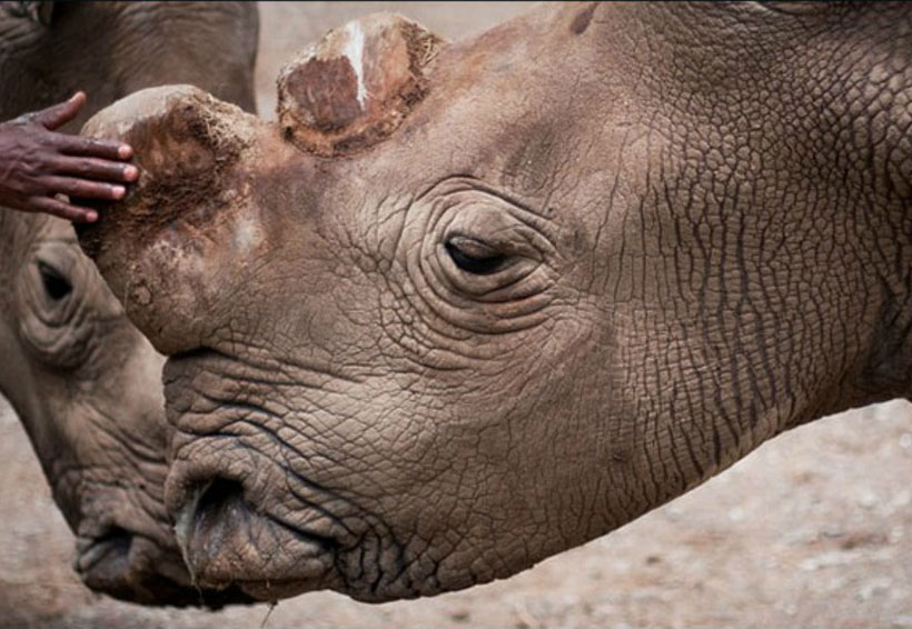 Intentan trasladar a rinocerontes en Kenia y mueren | El Imparcial de Oaxaca