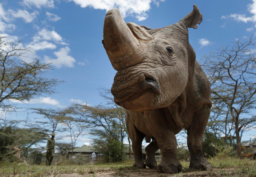 Embriones de laboratorio podrían salvar al rinoceronte blanco de la extinción | El Imparcial de Oaxaca