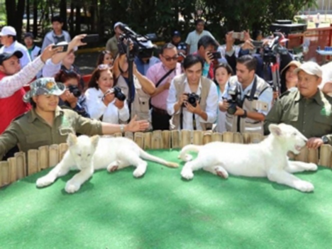 Nacen leones blancos gemelos en zoológico | El Imparcial de Oaxaca