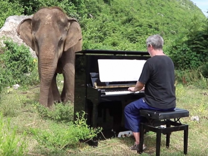 Pianista toca música clásica para elefantes ciegos | El Imparcial de Oaxaca