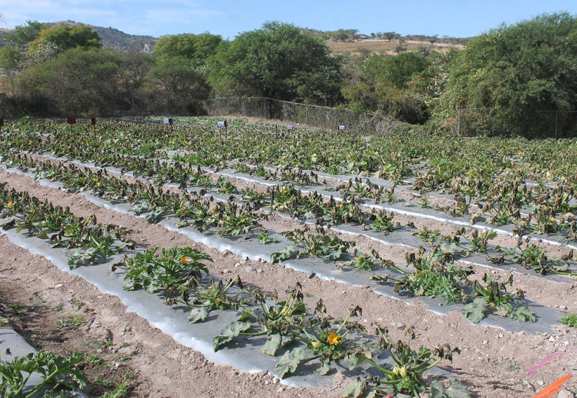 Activarán seguro  agrícola por falta de  lluvias en la Mixteca de Oaxaca | El Imparcial de Oaxaca