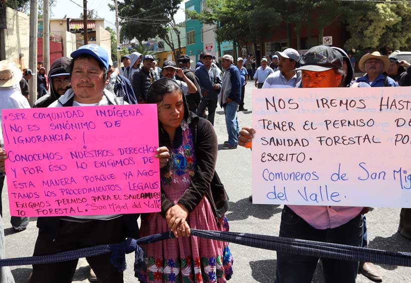 Exigen permiso a Conafor para  combatir plagas | El Imparcial de Oaxaca