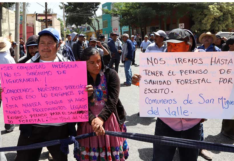 Exigen permiso  a Conafor para  combatir plagas | El Imparcial de Oaxaca