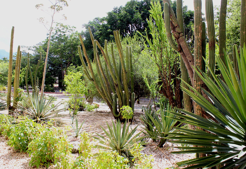 Celebran Día Mundial del Jardín Etnobotánico en Oaxaca | El Imparcial de Oaxaca