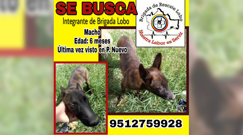 Desaparece perro de socorristas en Pueblo Nuevo | El Imparcial de Oaxaca