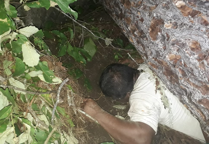 En San Sebastián Coatlán, muere hombre aplastado por árbol al trabajar | El Imparcial de Oaxaca