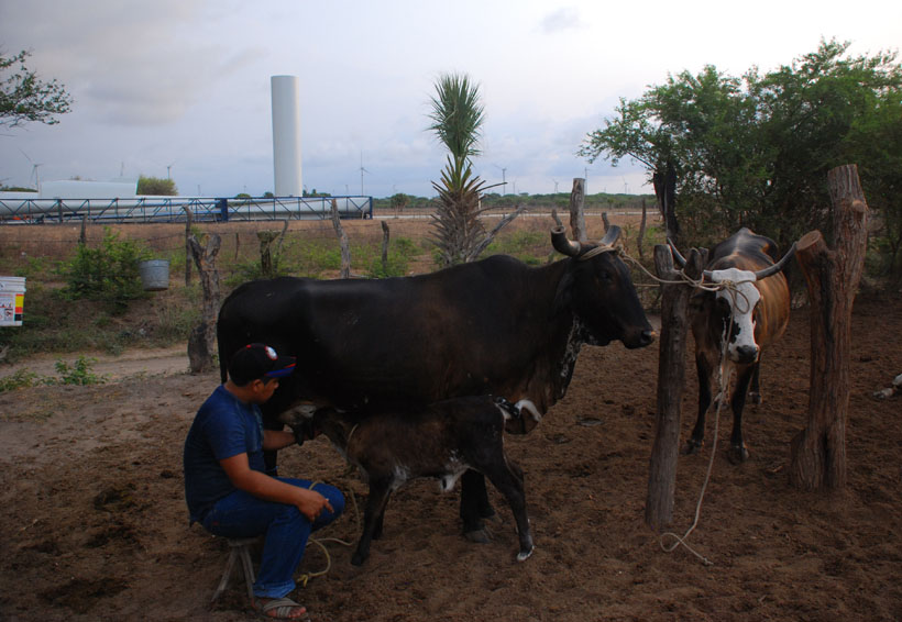 Preocupa ola de calor a productores y ganaderos del Istmo | El Imparcial de Oaxaca