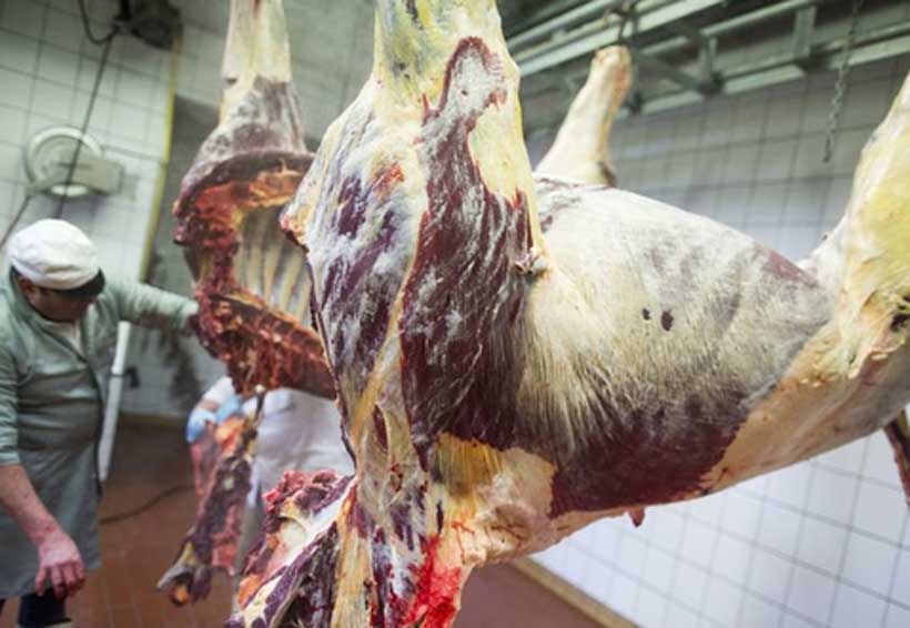 Carne de caballo aporta más proteína que la carne de res | El Imparcial de Oaxaca