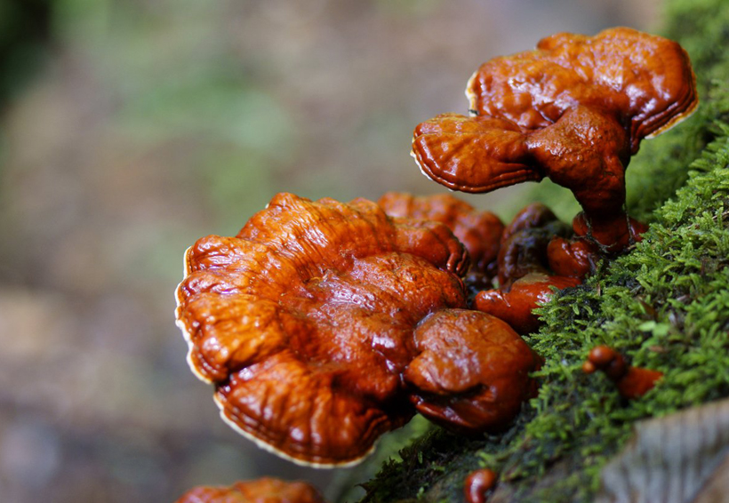 Té de hongo reishi ayuda a reducir la presión arterial